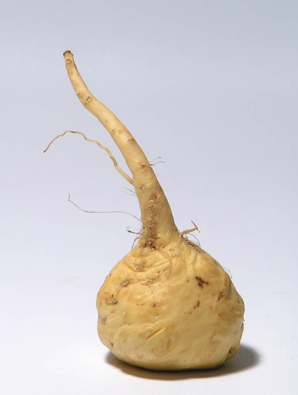 Maca-2-clanek-vyziva-proteinaco